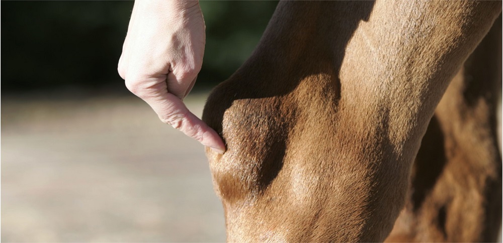 Higroma Dorsal do Carpo